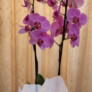 Cesta chocolate com orquídea